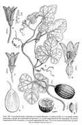 Cucurbita ficifolia